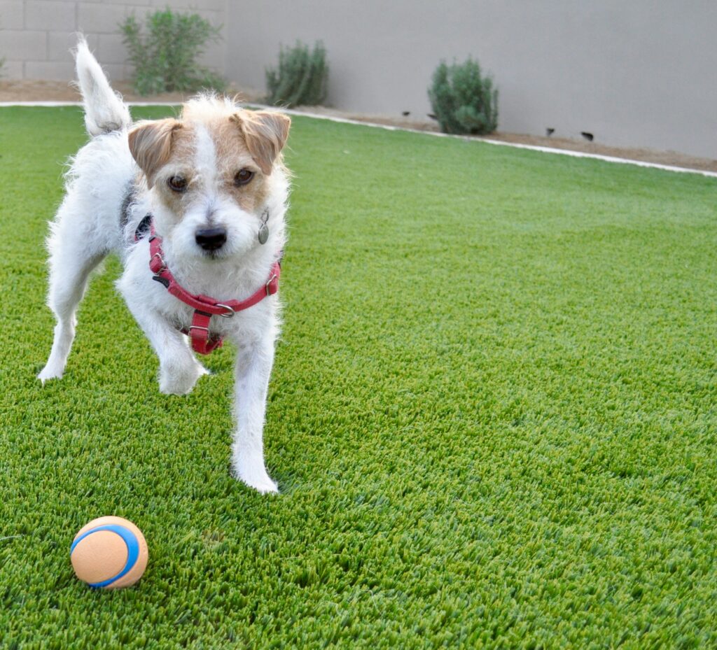 An energetic, adorable Jack Russell Terrier sprints across a lush, green artificial pet grass lawn, demonstrating high-traffic durability for pet-safe turf solutions