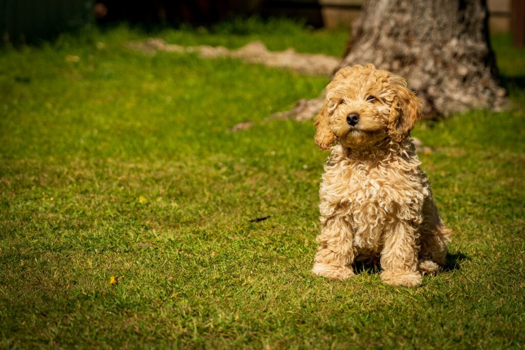 A high-resolution photo of a small, fluffy, apricot Teddy Dog/Poodle mix puppy sitting upright with a sad expression on lush, dense green artificial pet grass in a sunny backyard. The background features a large tree stump and more green turf, with sunlight casting long shadows.