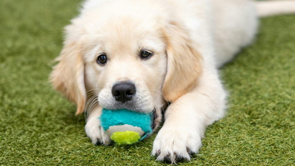 The Dog Owner’s Guide: Why Your Perfect Golden Retriever Puppy is Destined to Destroy Your Lawn
