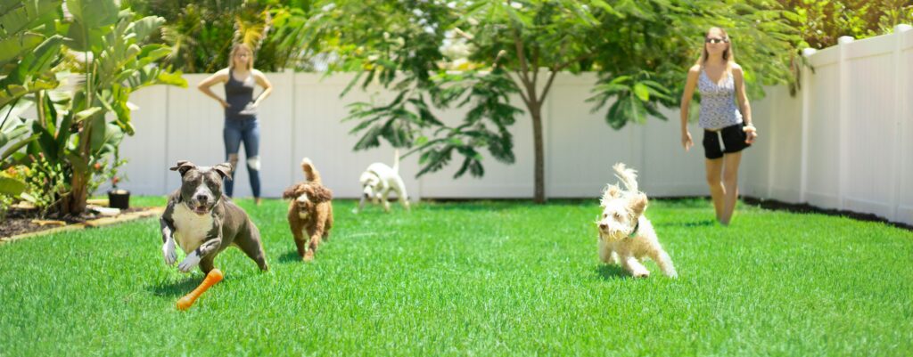 A group of active dogs running across a lush, green artificial grass lawn in a spacious backyard with a white fence, illustrating heavy-use durability for pet-safe turf solutions.