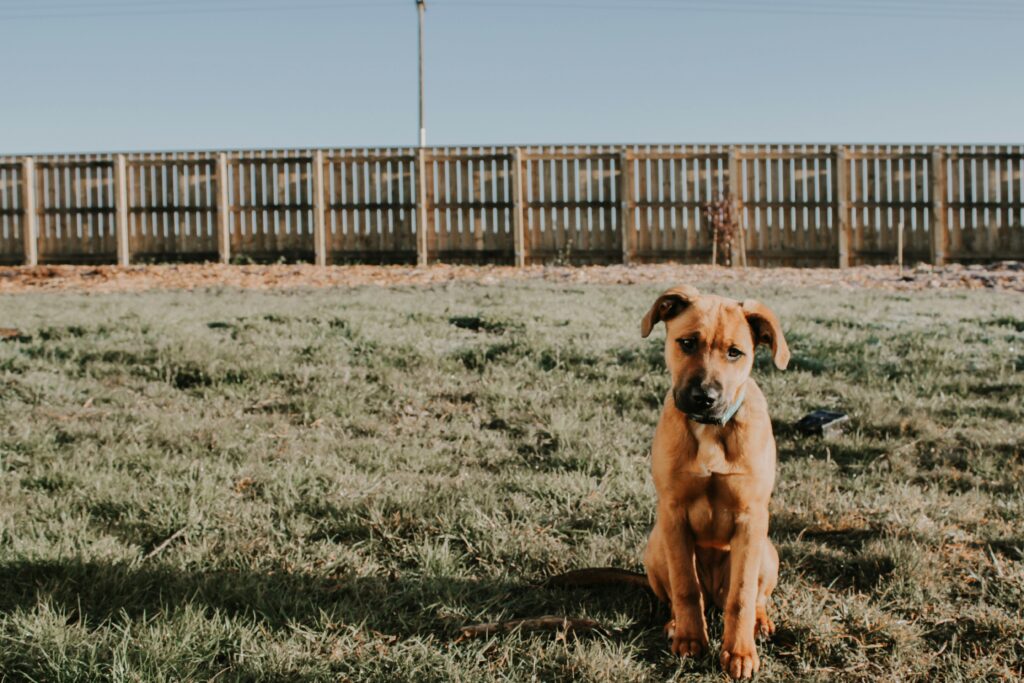 An energetic, adorable Pitbull mix puppy sprints across a lush, green artificial pet grass lawn, demonstrating high-traffic durability for pet-safe turf solutions.