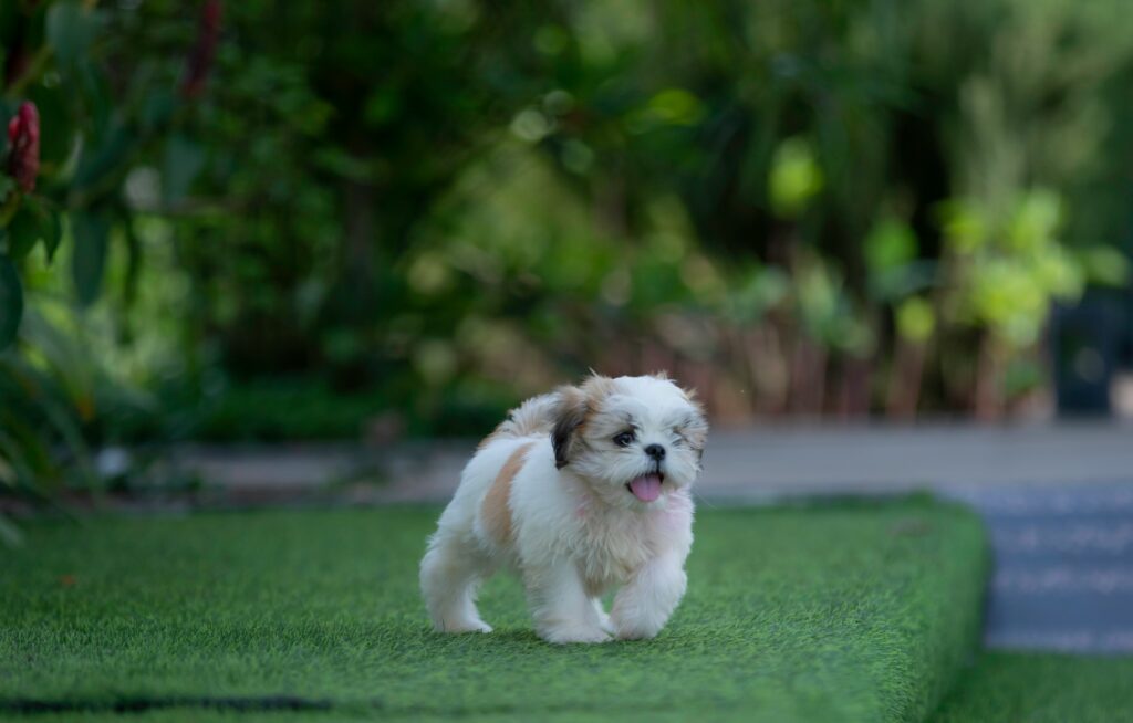 An energetic, adorable Shih Tzu puppy sprints across a lush, green artificial pet grass lawn, demonstrating high-traffic durability for pet-safe turf solutions.